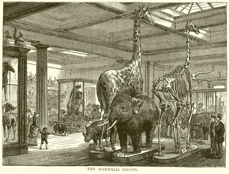 Le salon des mammifères - English School