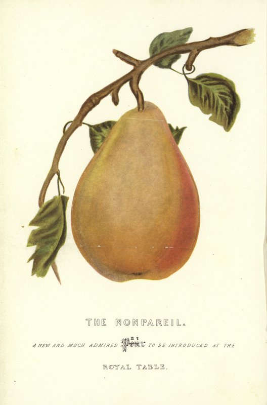 Le Nonpareil - English School