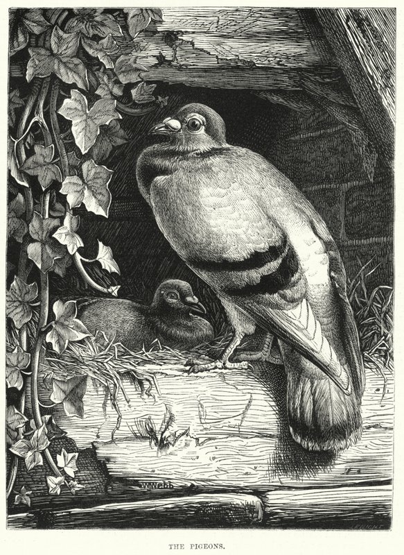 Les pigeons - English School