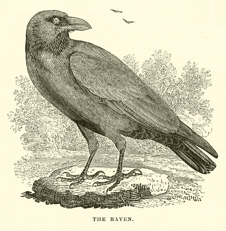 Le corbeau (gravure) - English School