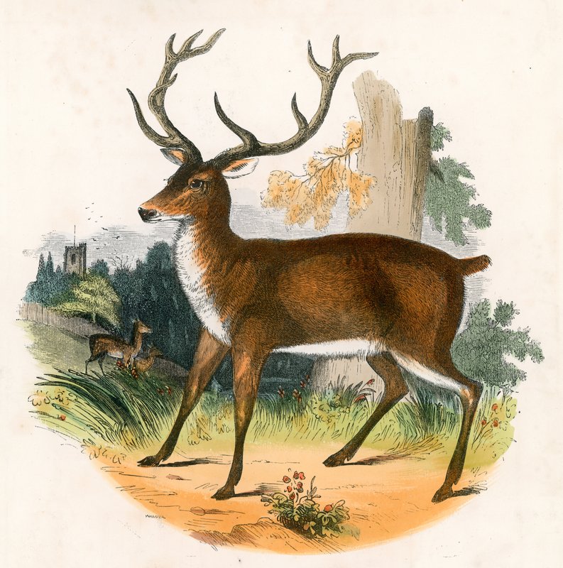 Le Cerf Rouge - English School