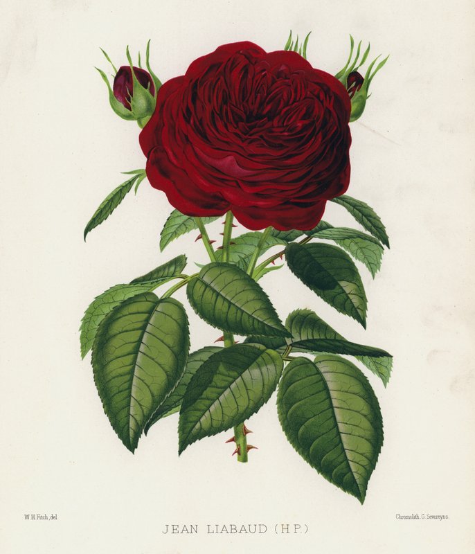 Le jardin des roses : Jean Liabaud, HP - English School