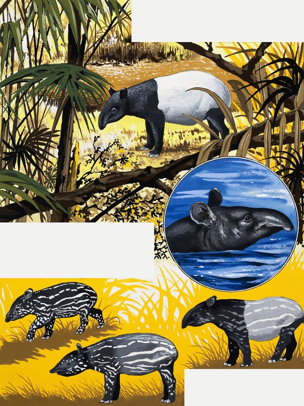 Le Tapir - English School