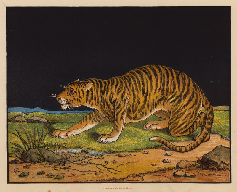 Le Tigre - English School