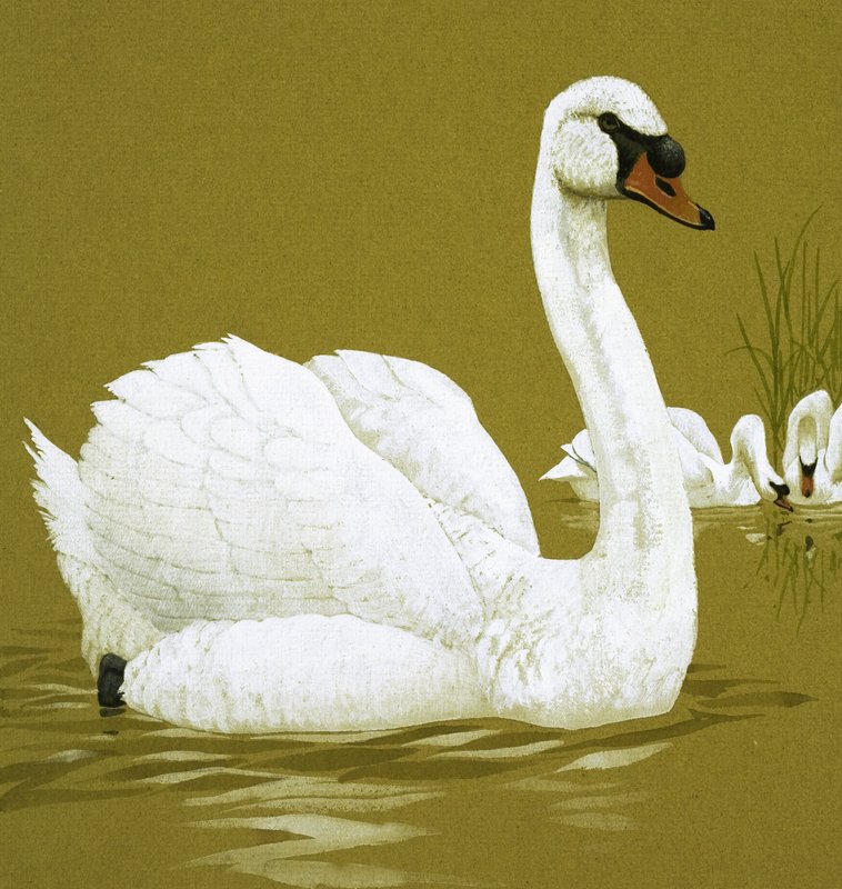 Le vilain petit canard - English School
