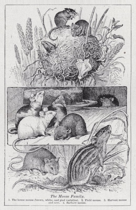 La famille des souris - English School