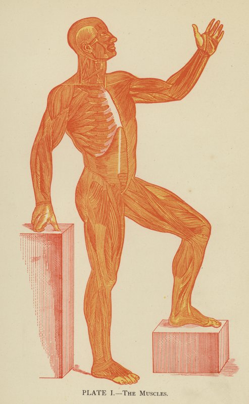 Les muscles - English School