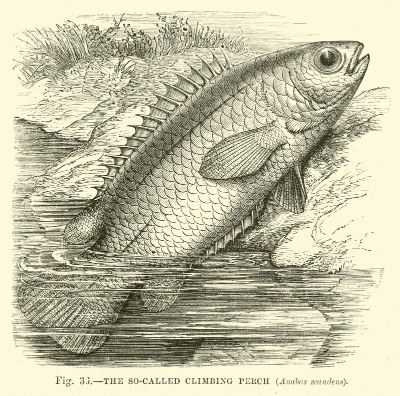 Le soi-disant poisson grimpeur, Anabas scandens - English School