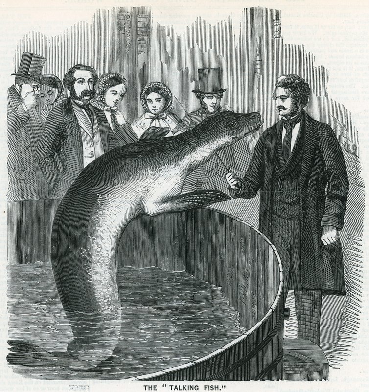 Le poisson qui parle - English School