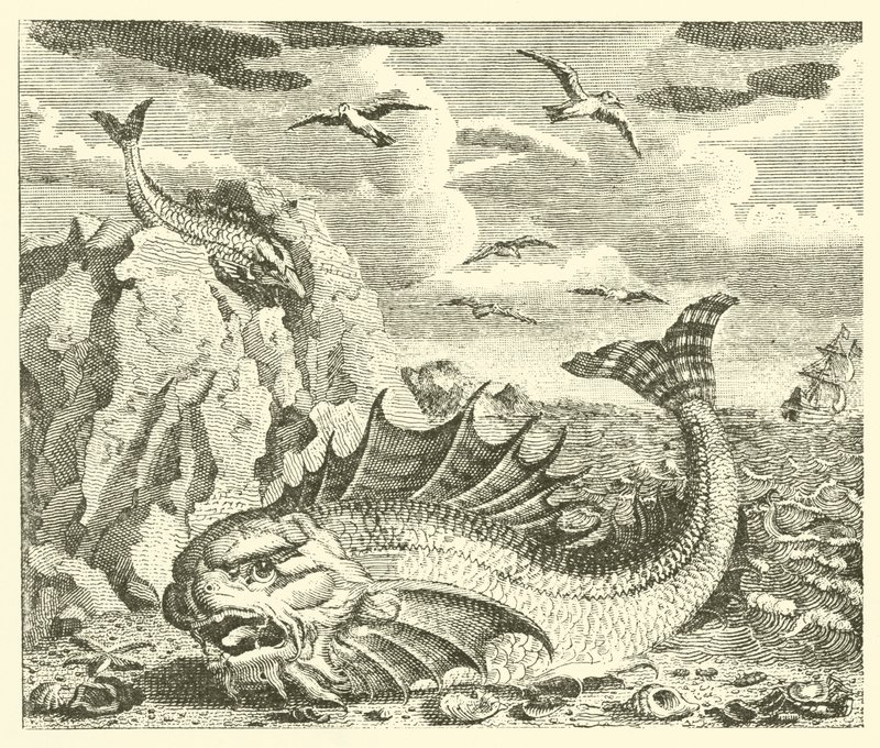 Le thon et le dauphin - English School