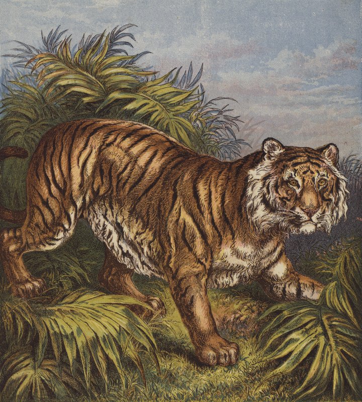 Tigre - English School