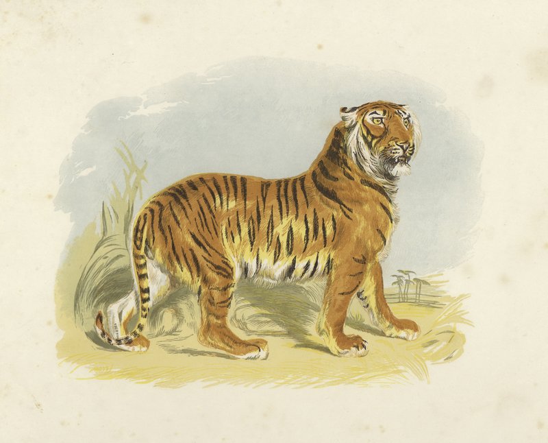 Tigre - English School