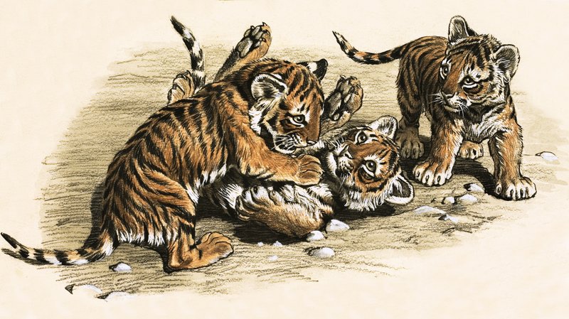 Petits Tigres - English School