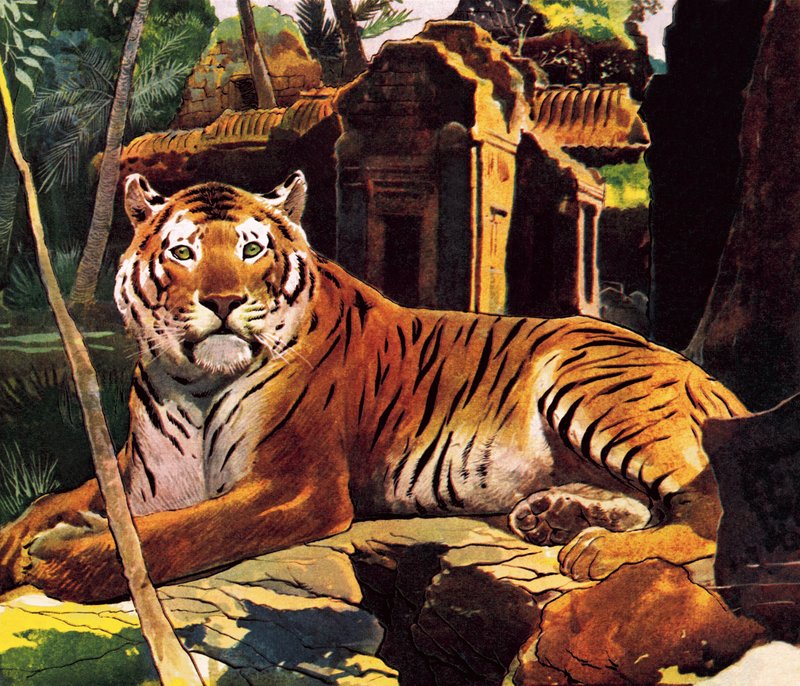 Tigre dans les ruines - English School