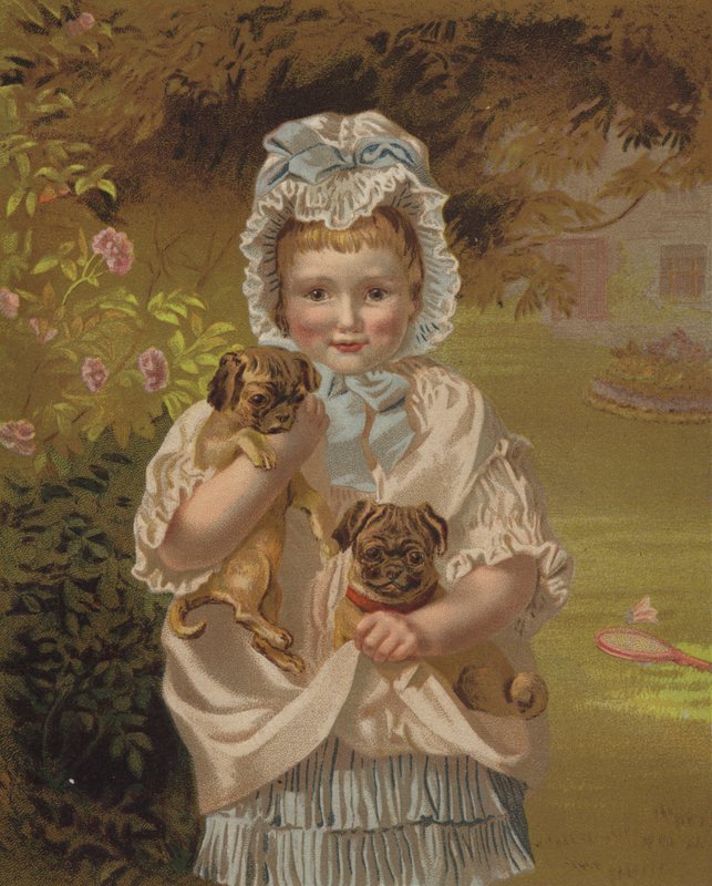 Petits animaux - English School