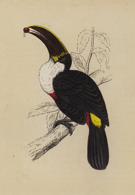 Toucan - English School