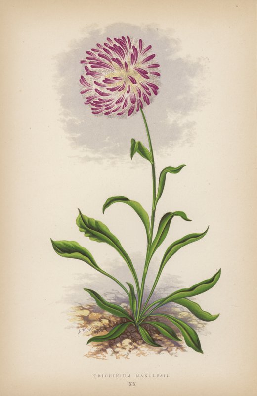 Trichinium Manglesii - English School