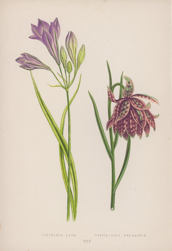 Triteleia Laxa; Fritillaria Meleagris - English School