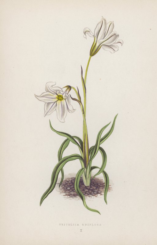 Triteleia Uniflora (lithographie en couleur) - English School