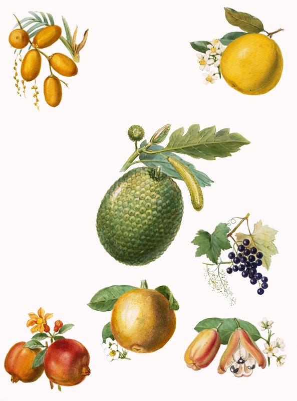 Fruits tropicaux - English School