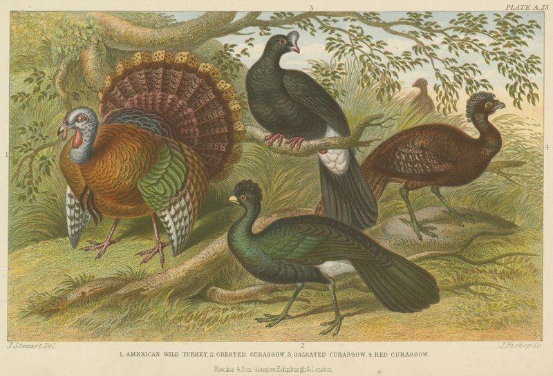 Dindes et hoccos (gravure en couleur) - English School