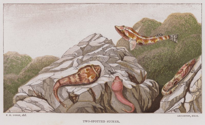 Suceur à deux taches (lithographie en couleur) - English School
