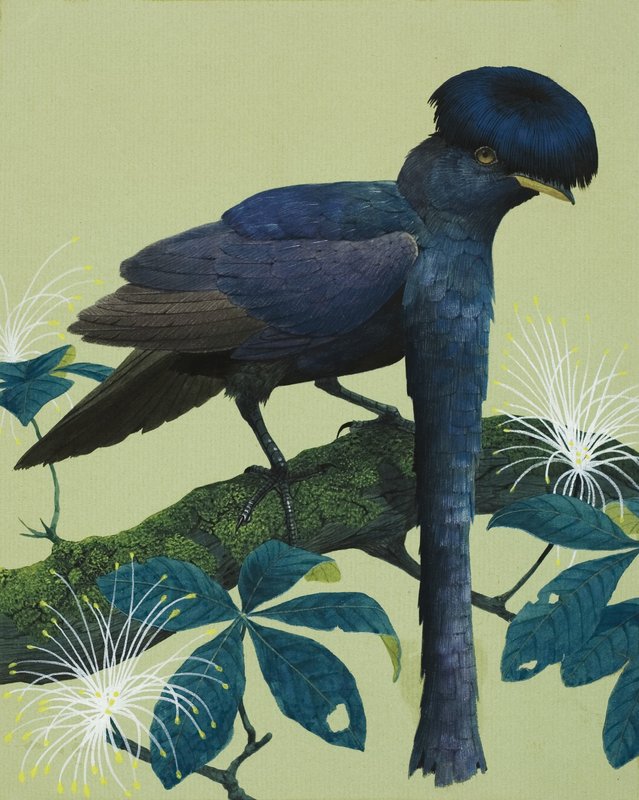 Oiseau Parapluie - English School
