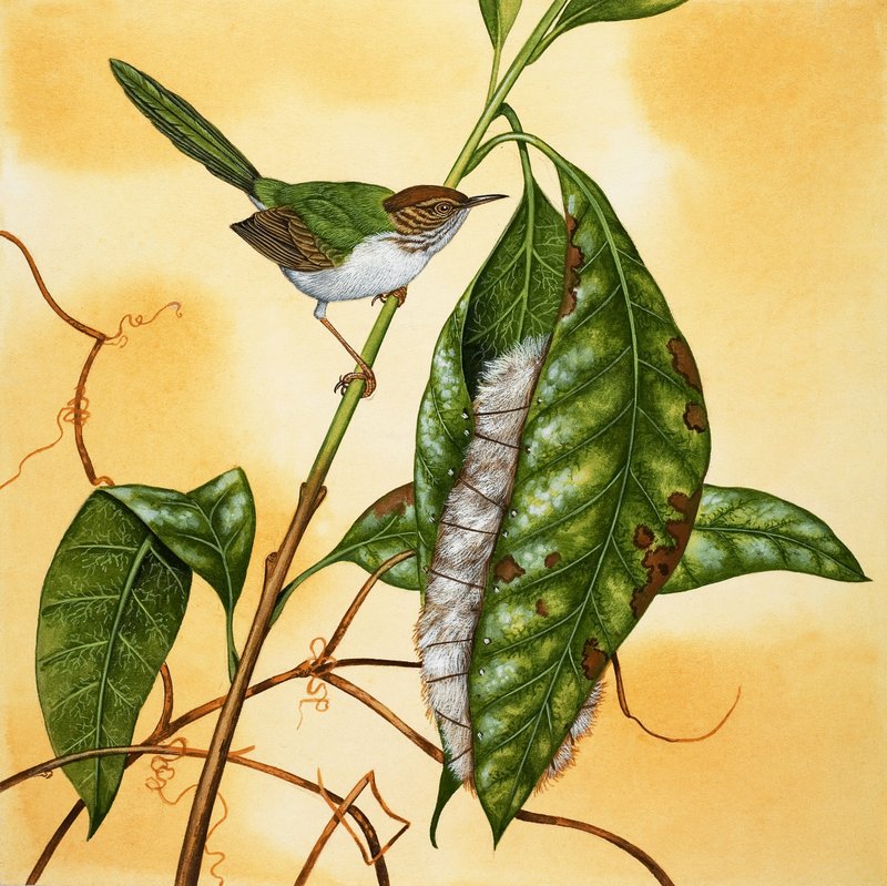 Oiseau non identifié - English School