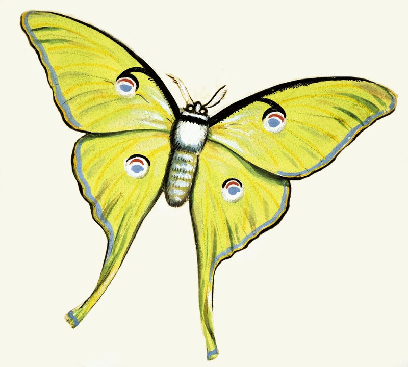 Papillon Non Identifié - English School