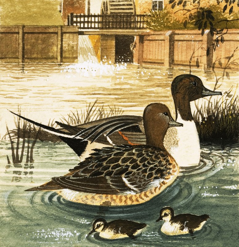 Canards non identifiés - English School