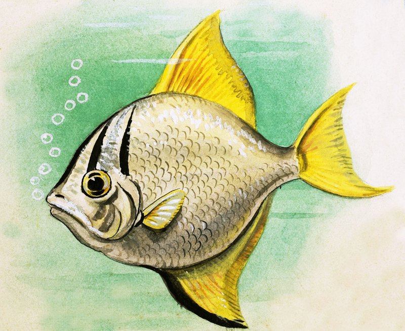 Poisson non identifié - English School