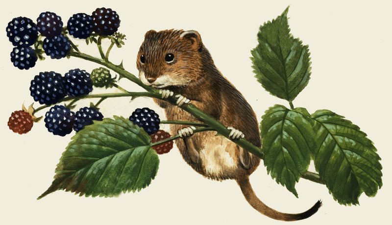 Souris non identifiée grimpant sur un buisson de mûres - English School