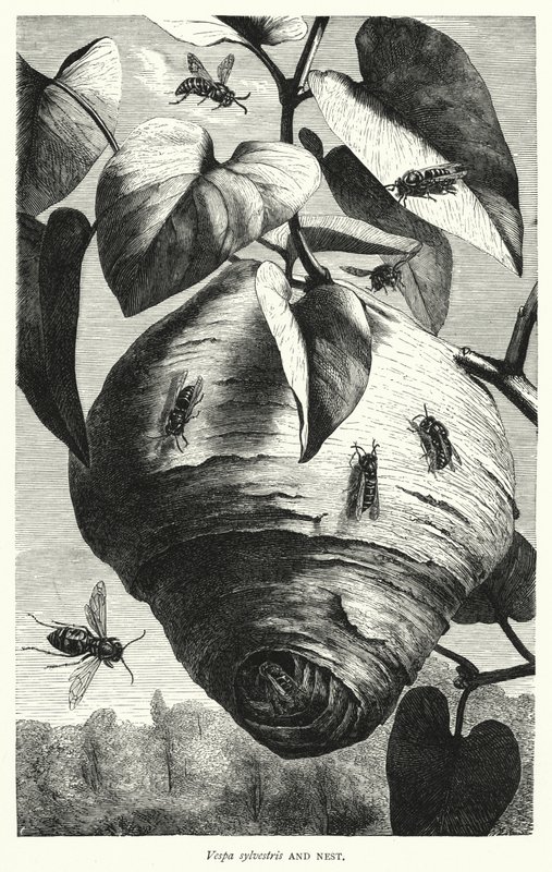 Vespa sylvestris et Nid - English School