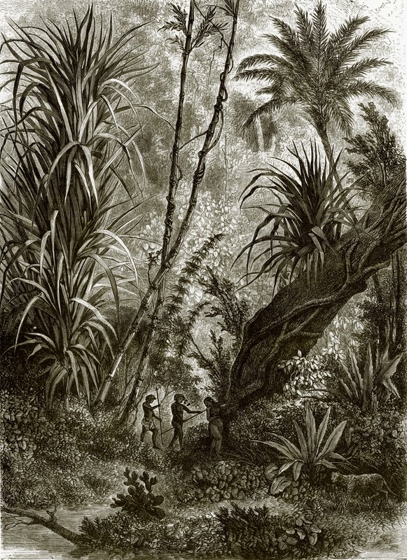 Forêt vierge à Kar-Nikobar (Océan Indien) - English School
