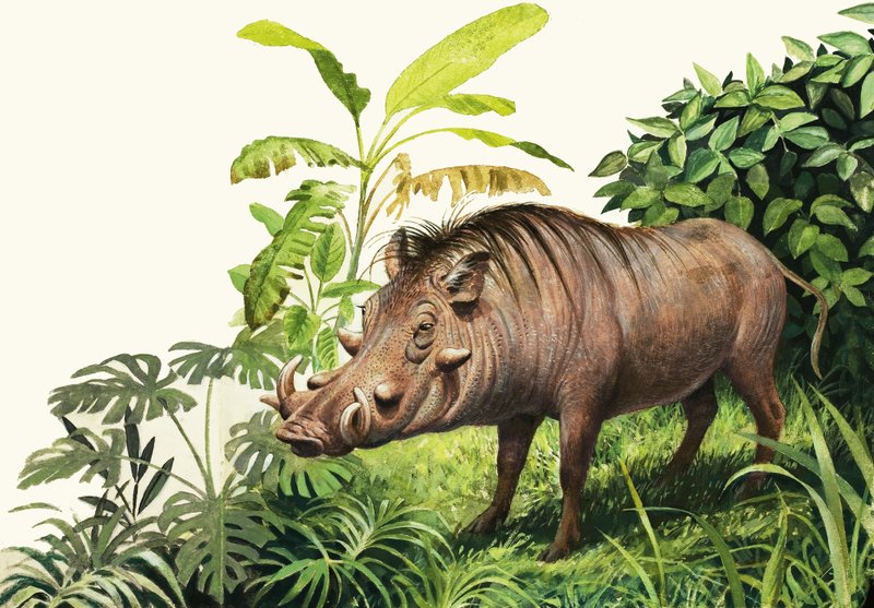Warthog - English School
