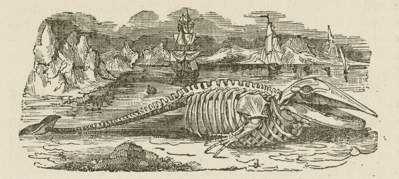 Squelette de baleine (gravure) - English School