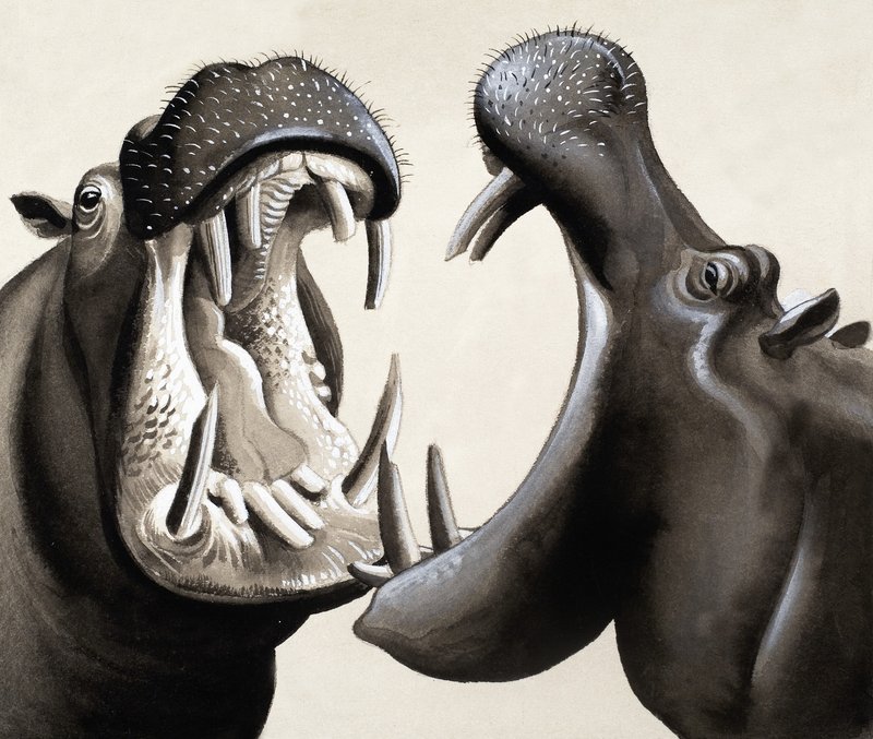 Quand les hippopotames attaquent ! - English School