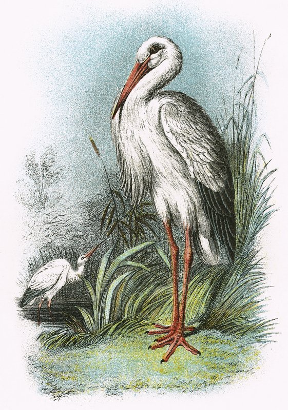 Cigogne blanche - English School