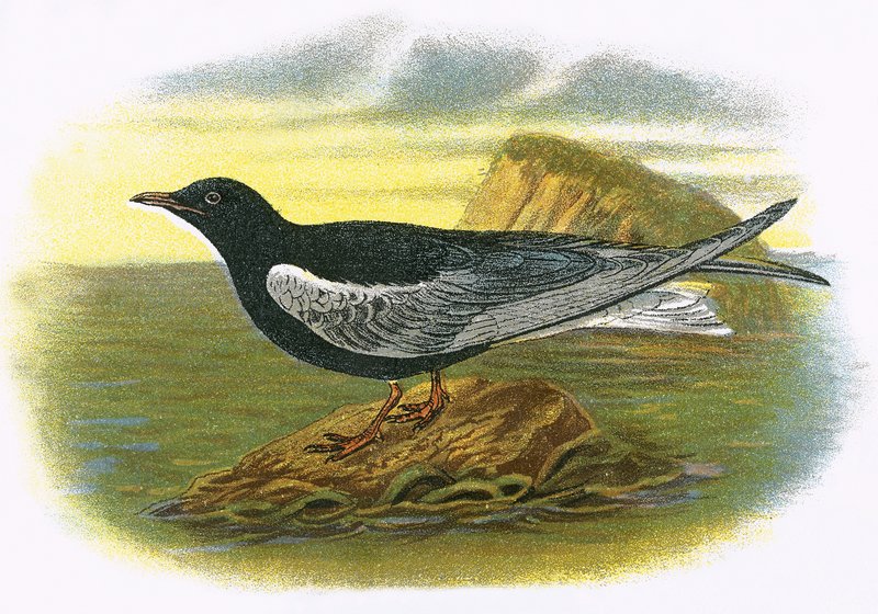 Sterne noire à ailes blanches - English School