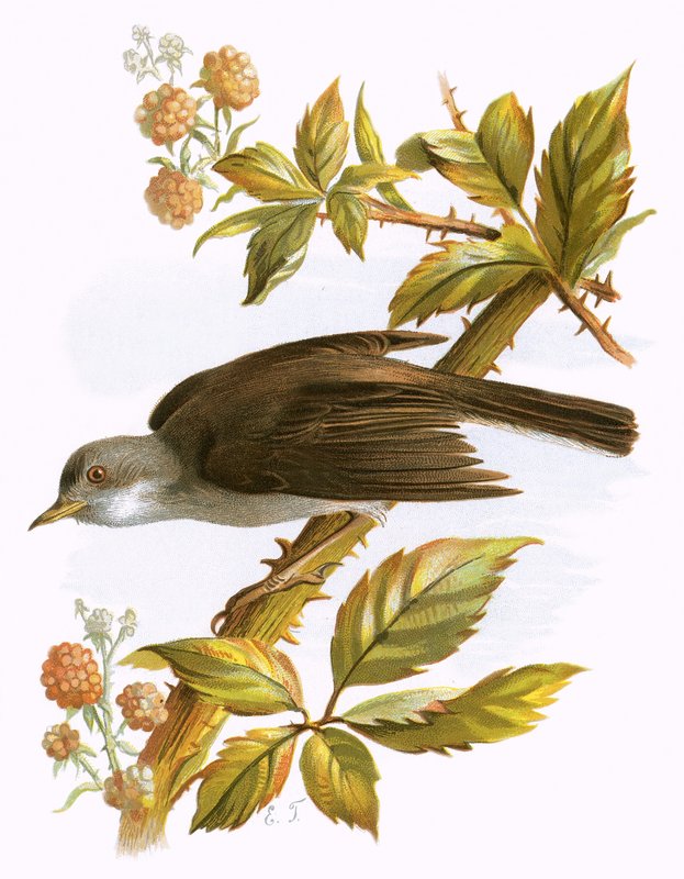 Fauvette grisette - English School