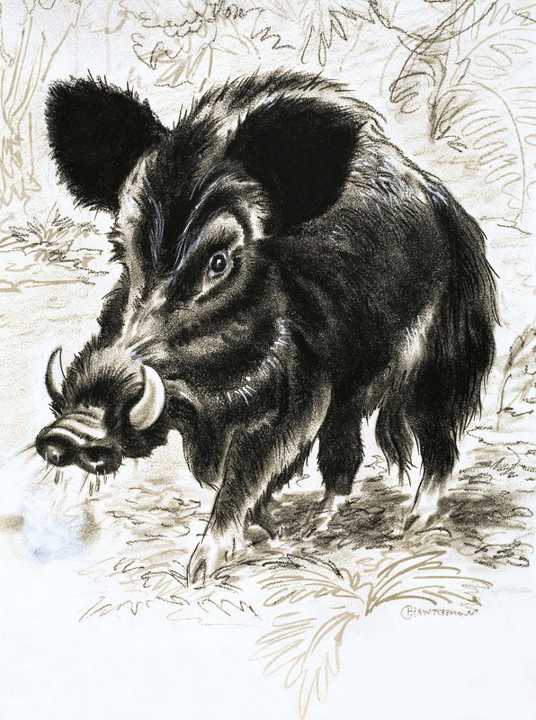 Sanglier - English School