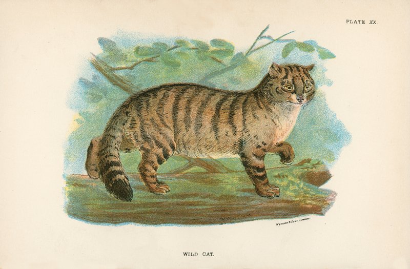 Chat Sauvage - English School