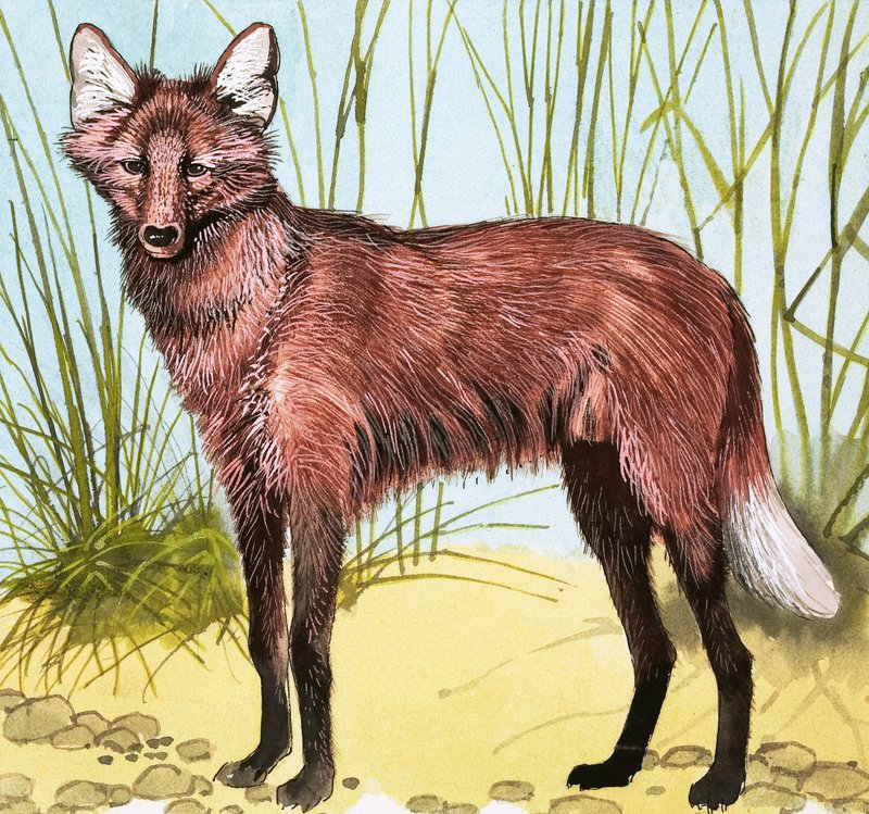 Chien sauvage - English School
