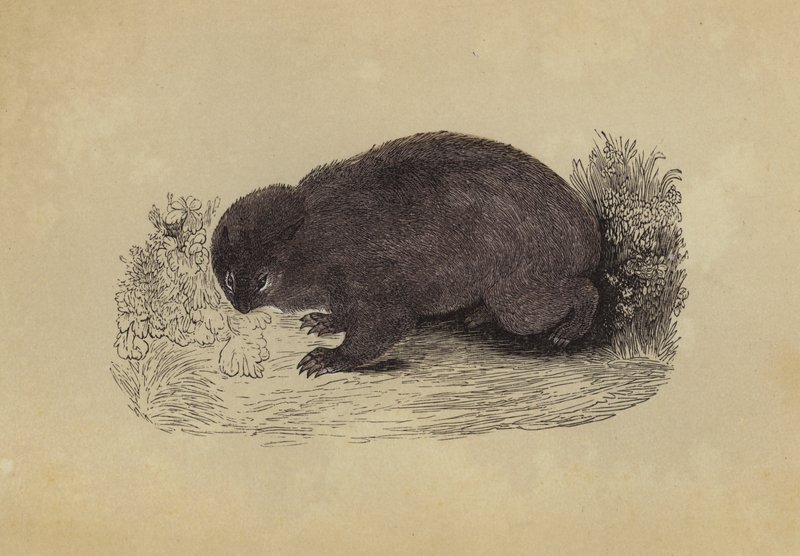Wombat - English School