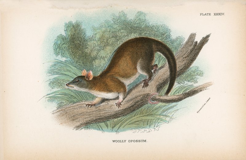 Opossum laineux - English School