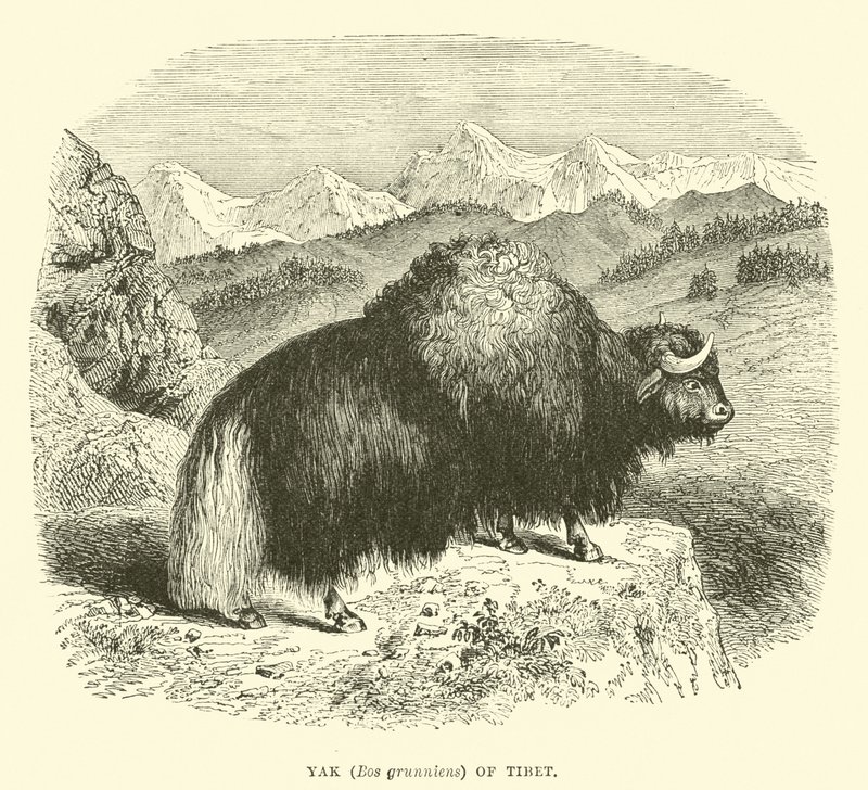 Yak (Bos grunniens) du Tibet - English School