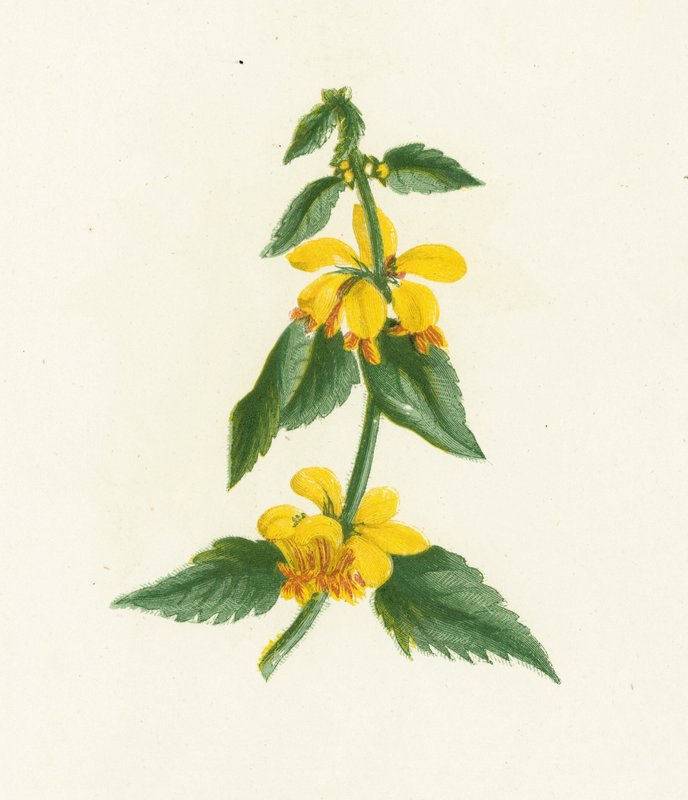 Galeobdolon jaune, Galeobdolon Luteum - English School