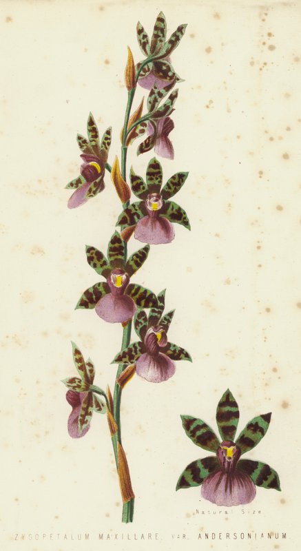 Zygopetalum Maxillare, Var Andersonianum - English School