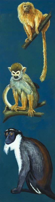 Singes étranges - Eric Tansley