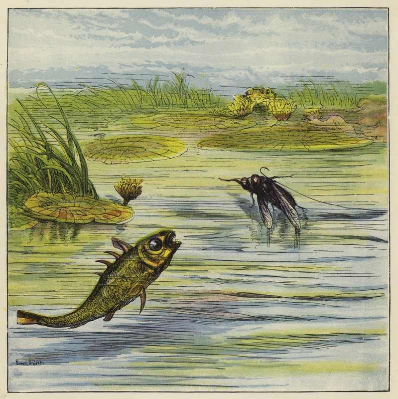 Poisson et mouche - Ernest Henry Griset